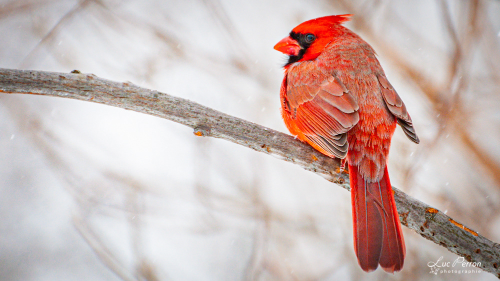 Cardinal rouge - mâle