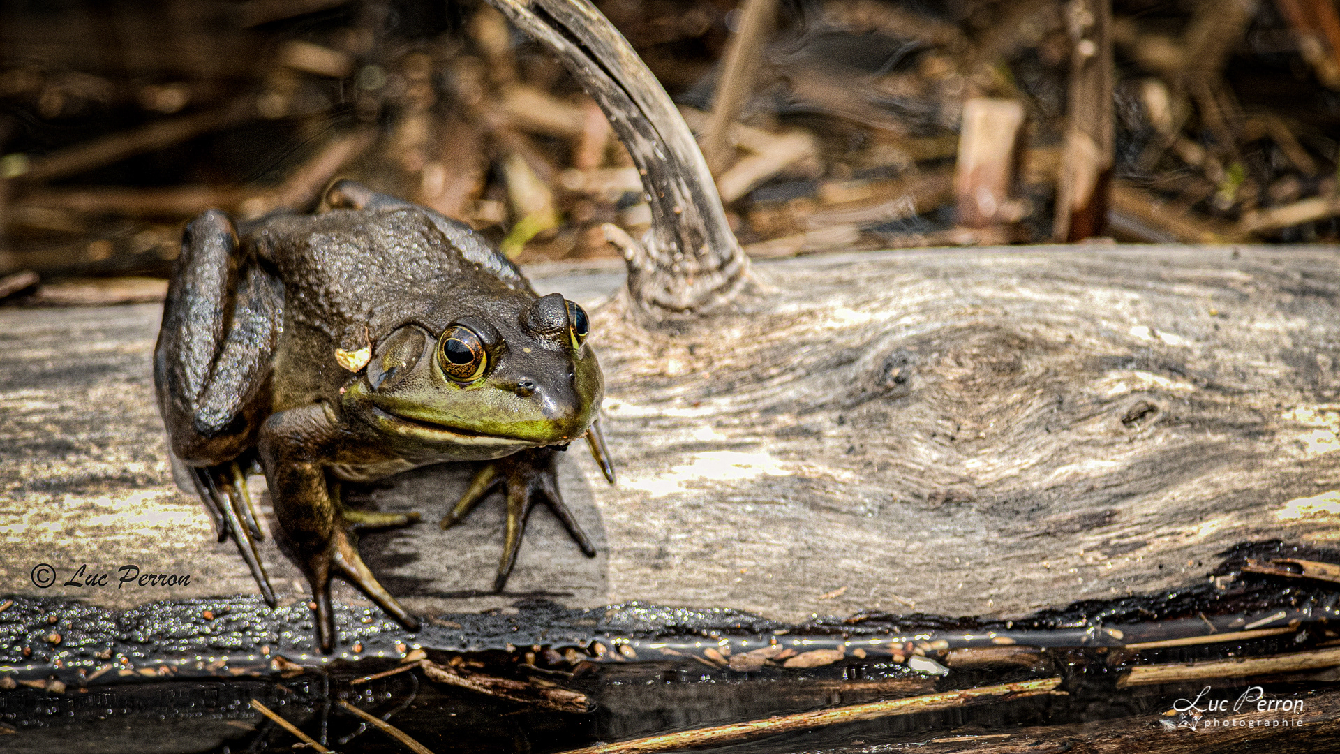 Grenouille verte