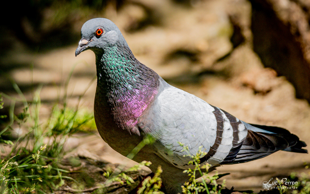 Pigeon biset
