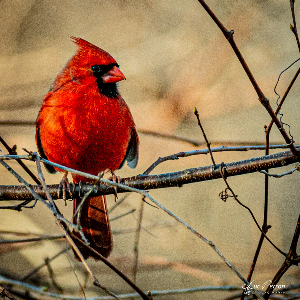 Cardinal rouge - mâle
