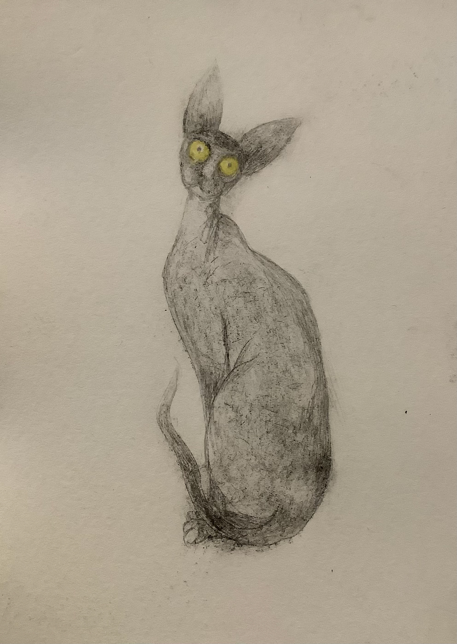 Cornish Rex (05), Drypoint Print & Watercolour, Lois Pawson, 2026