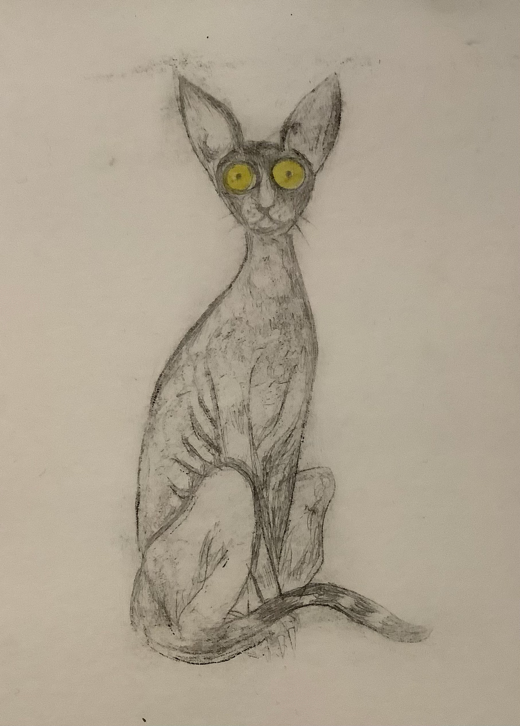 Cornish Rex (02), Drypoint Print & Watercolour, Lois Pawson, 2026