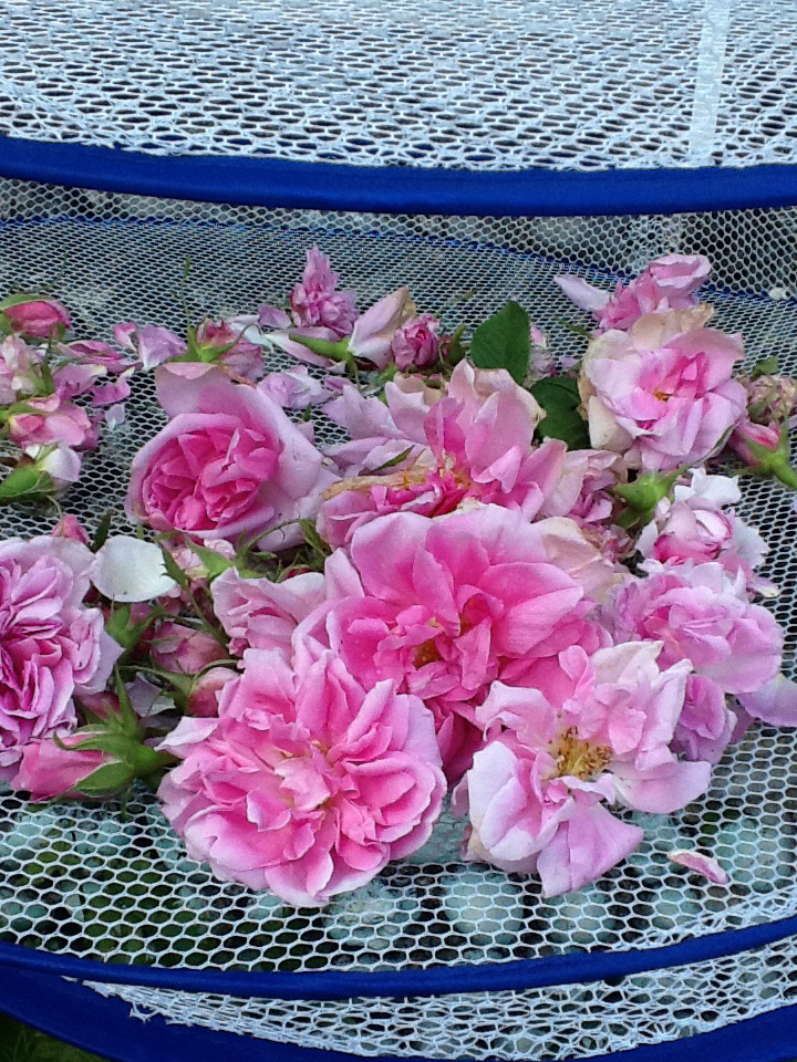 Organic Damask Roses, grown, dried and made into harrisa paste