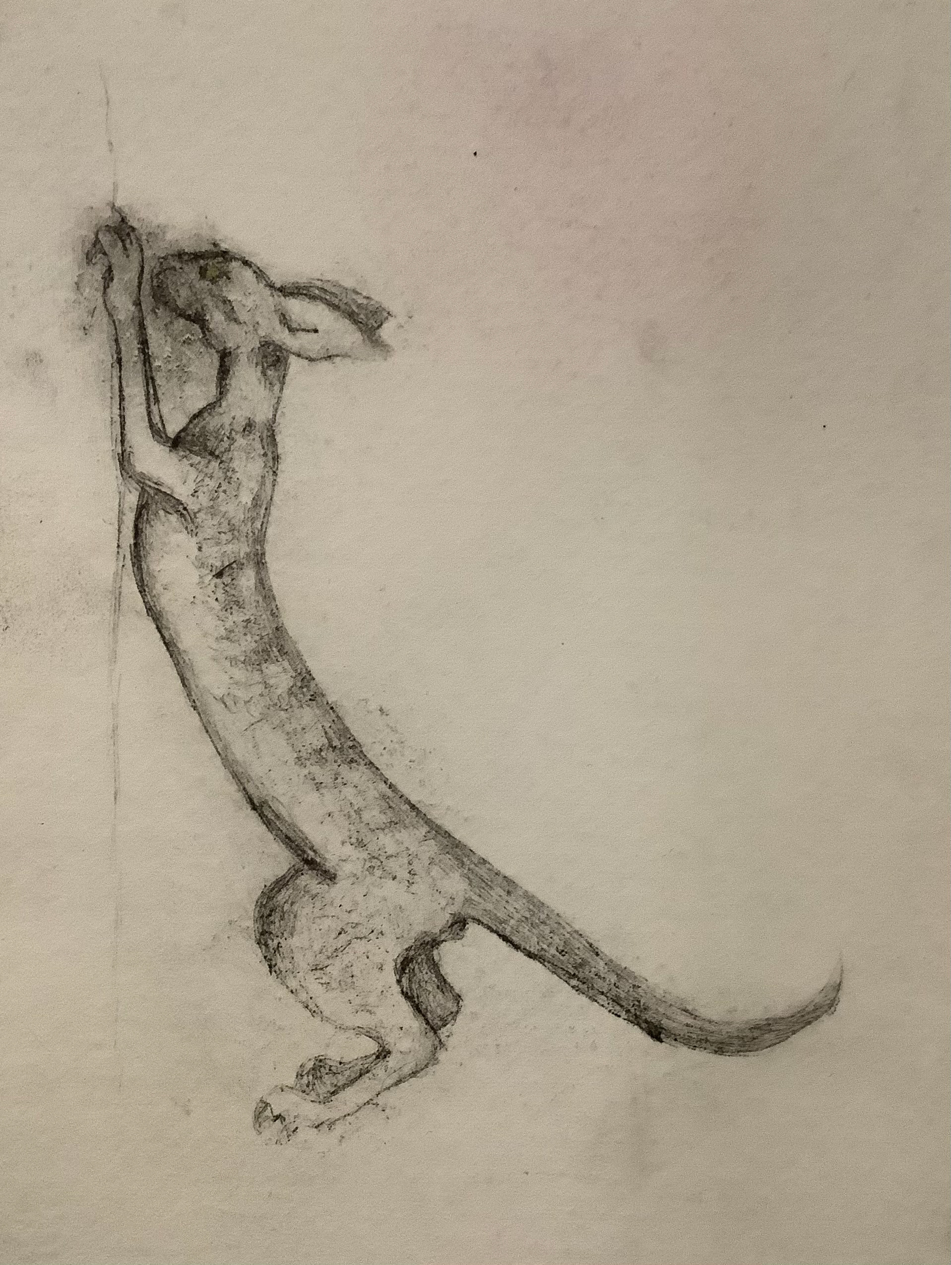 Cornish Rex (03), Drypoint Print & Watercolour, Lois Pawson, 2026