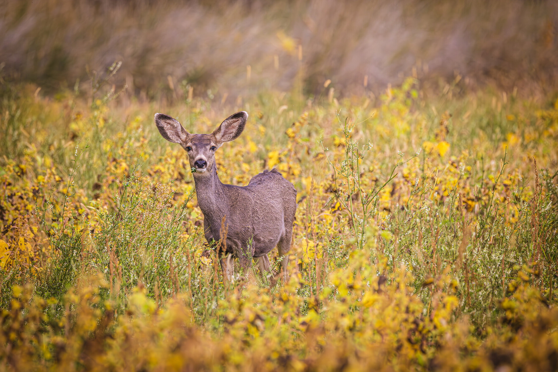 Field Of Gold
