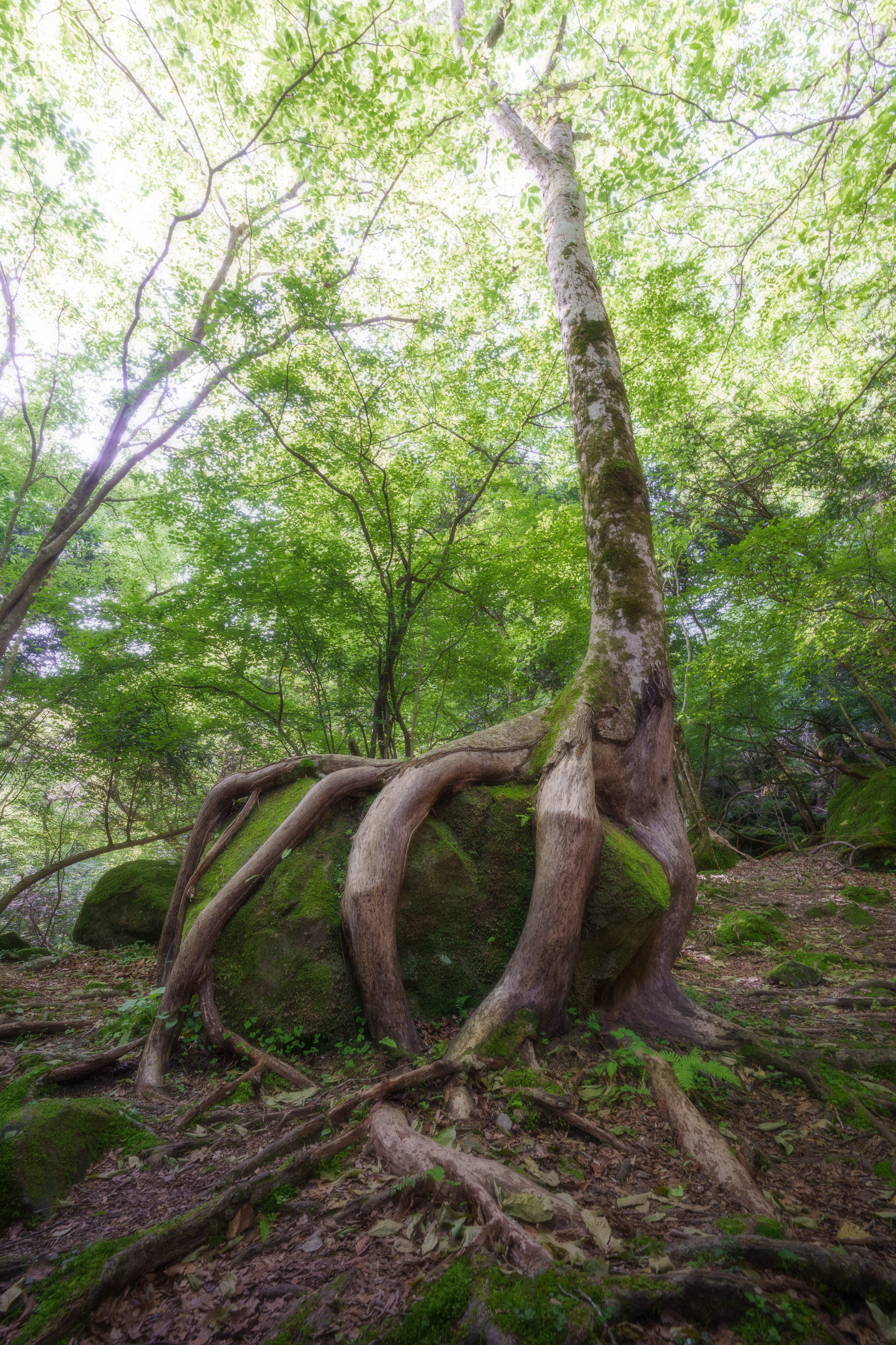 男池