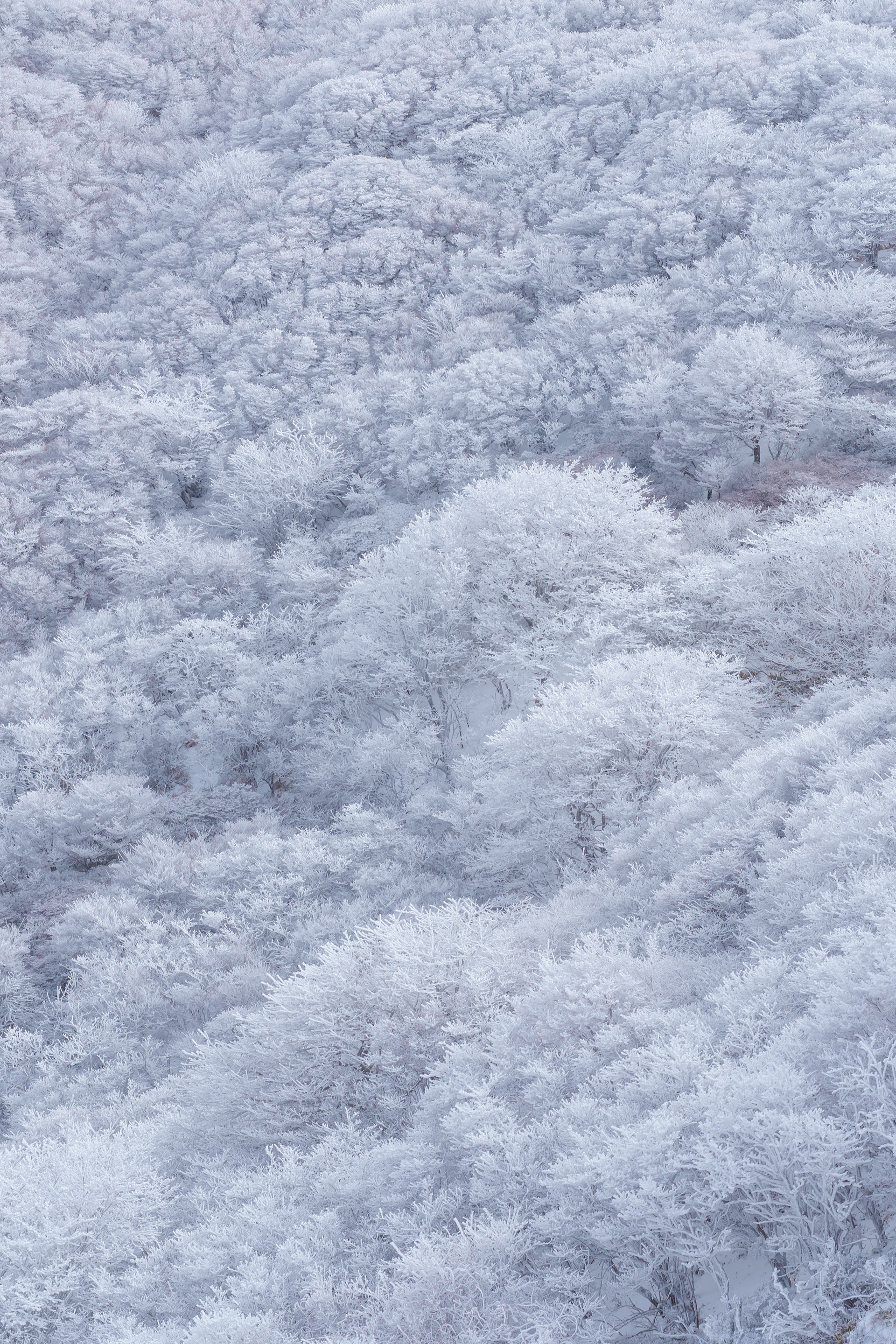 くじゅうの霧氷