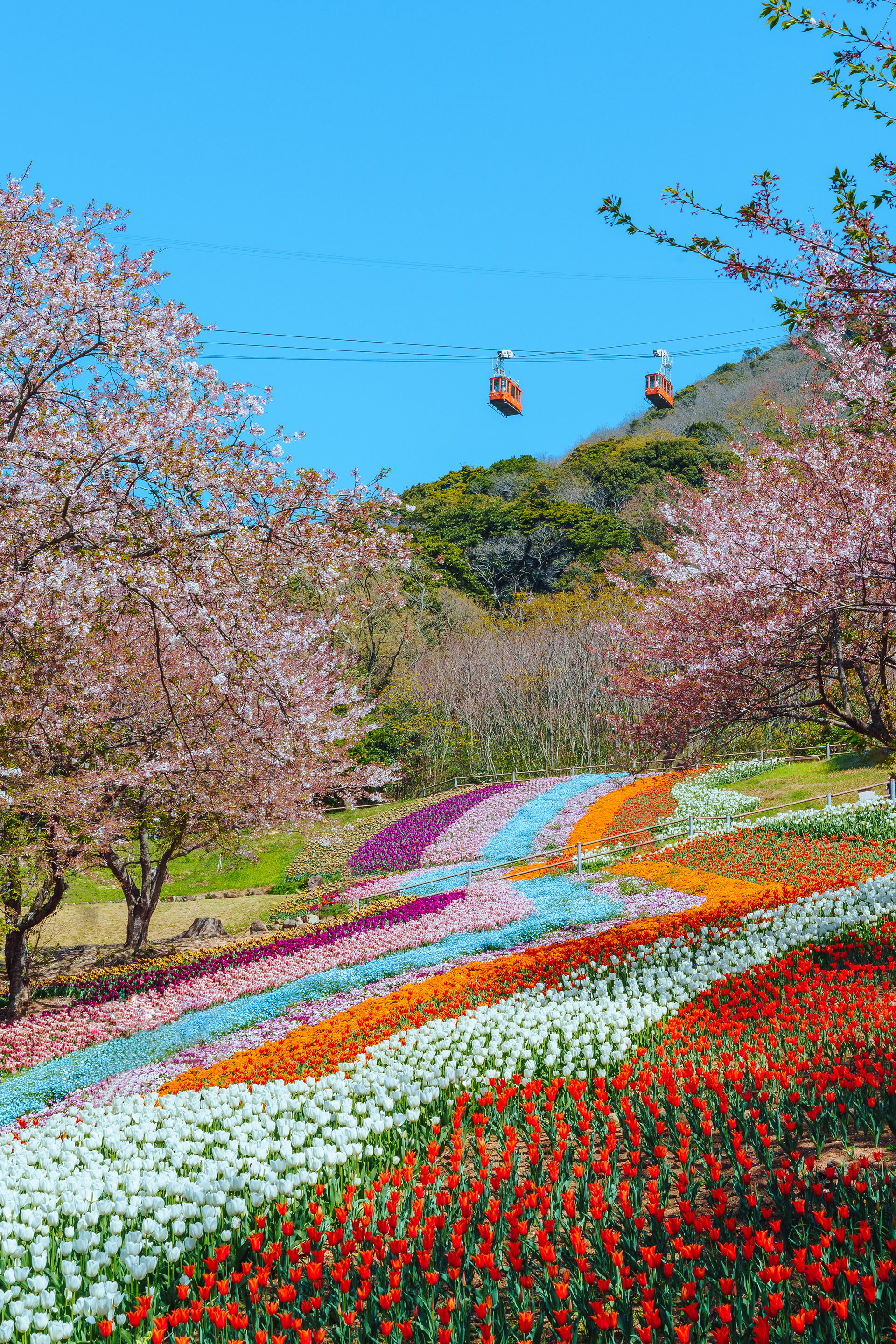 火の山トルコチューリップ園