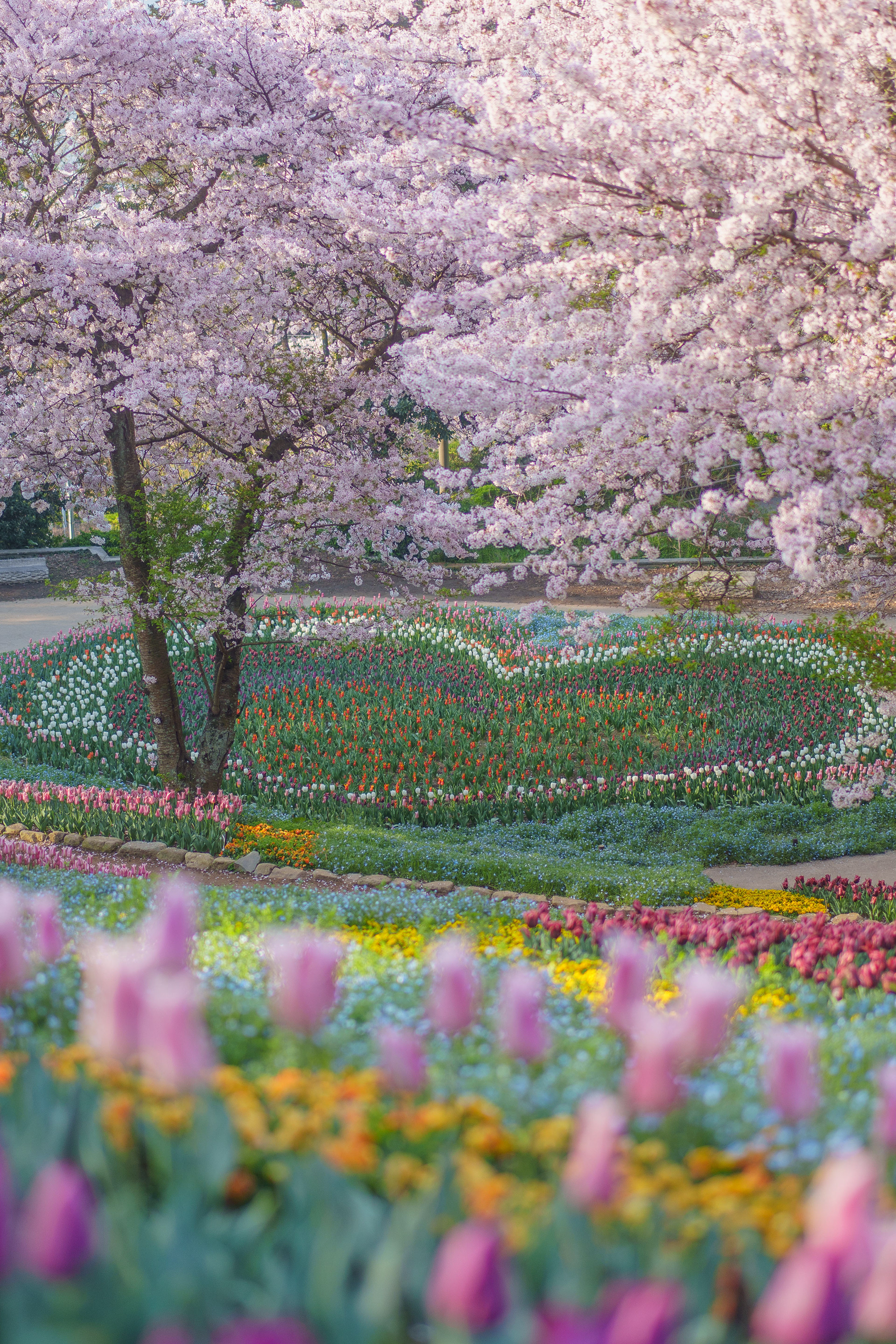 火の山トルコチューリップ園
