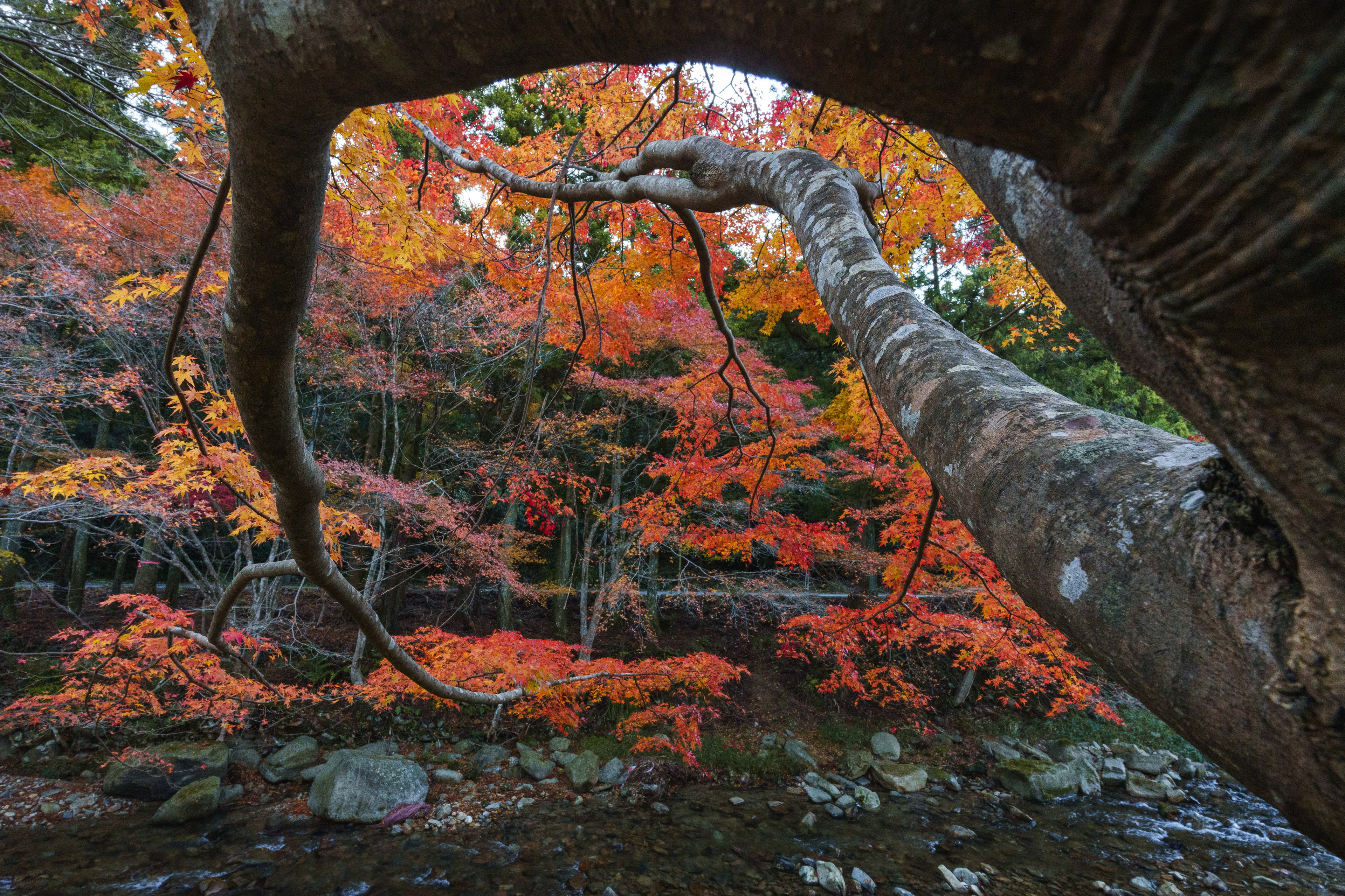 大寧寺