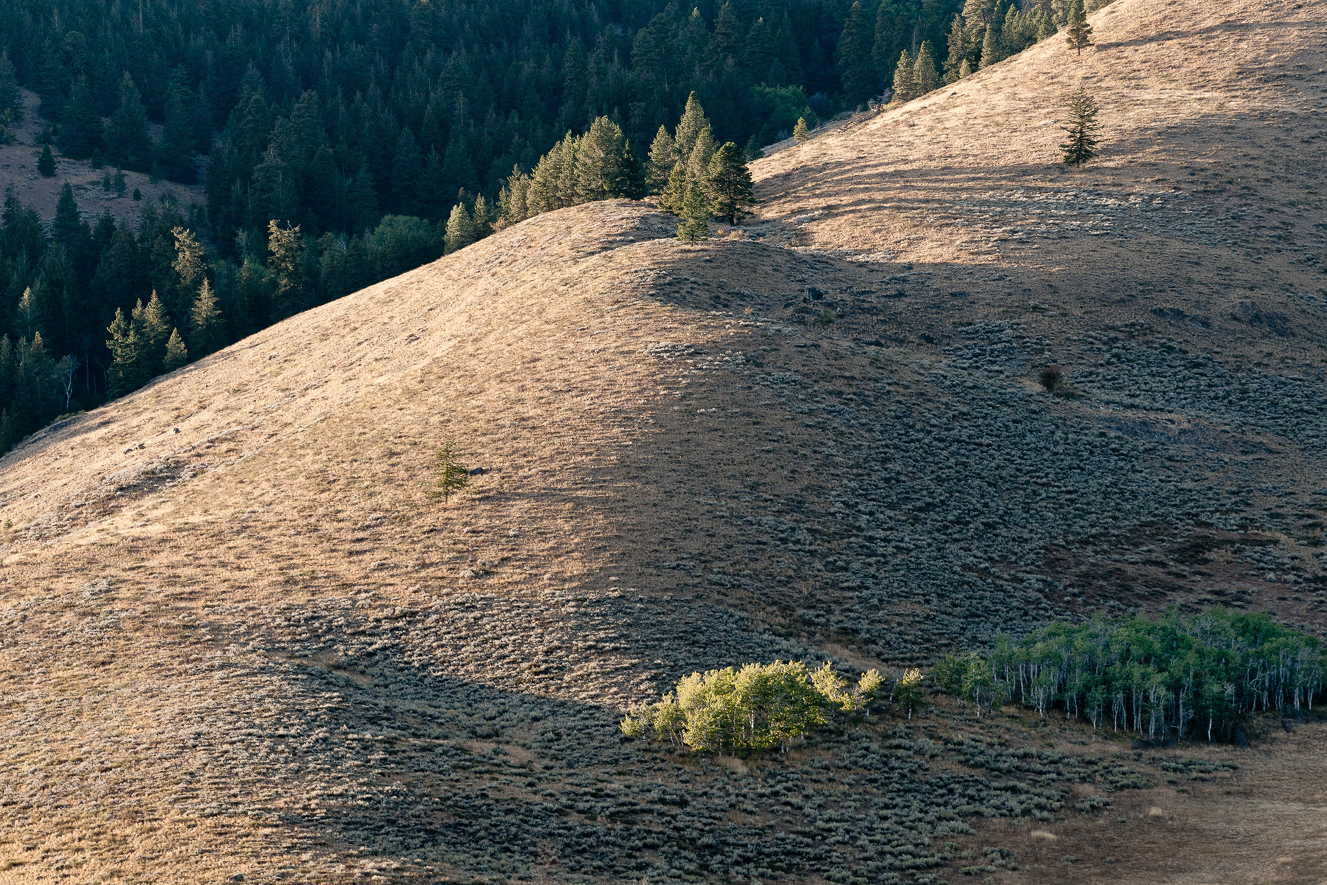 Cougar Mountain
