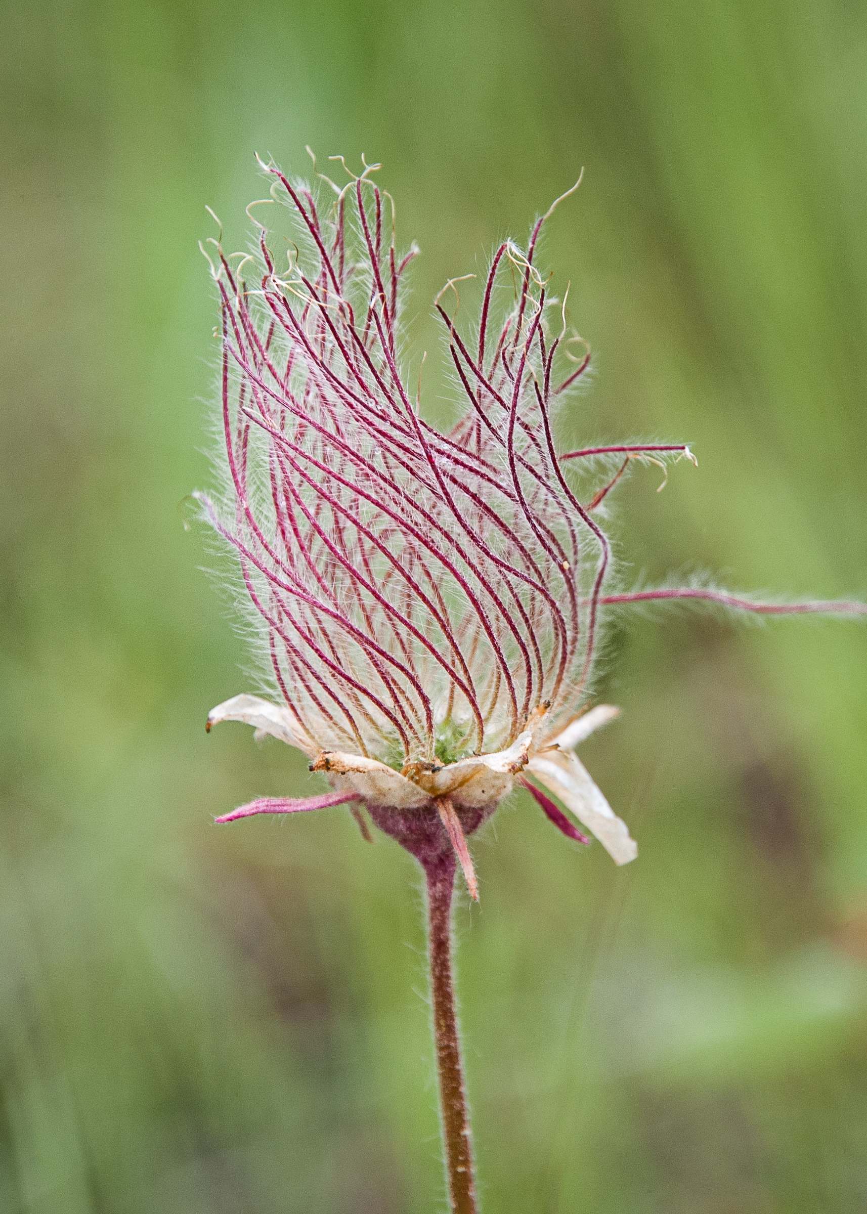 Prairie Smoke, Methow Valley