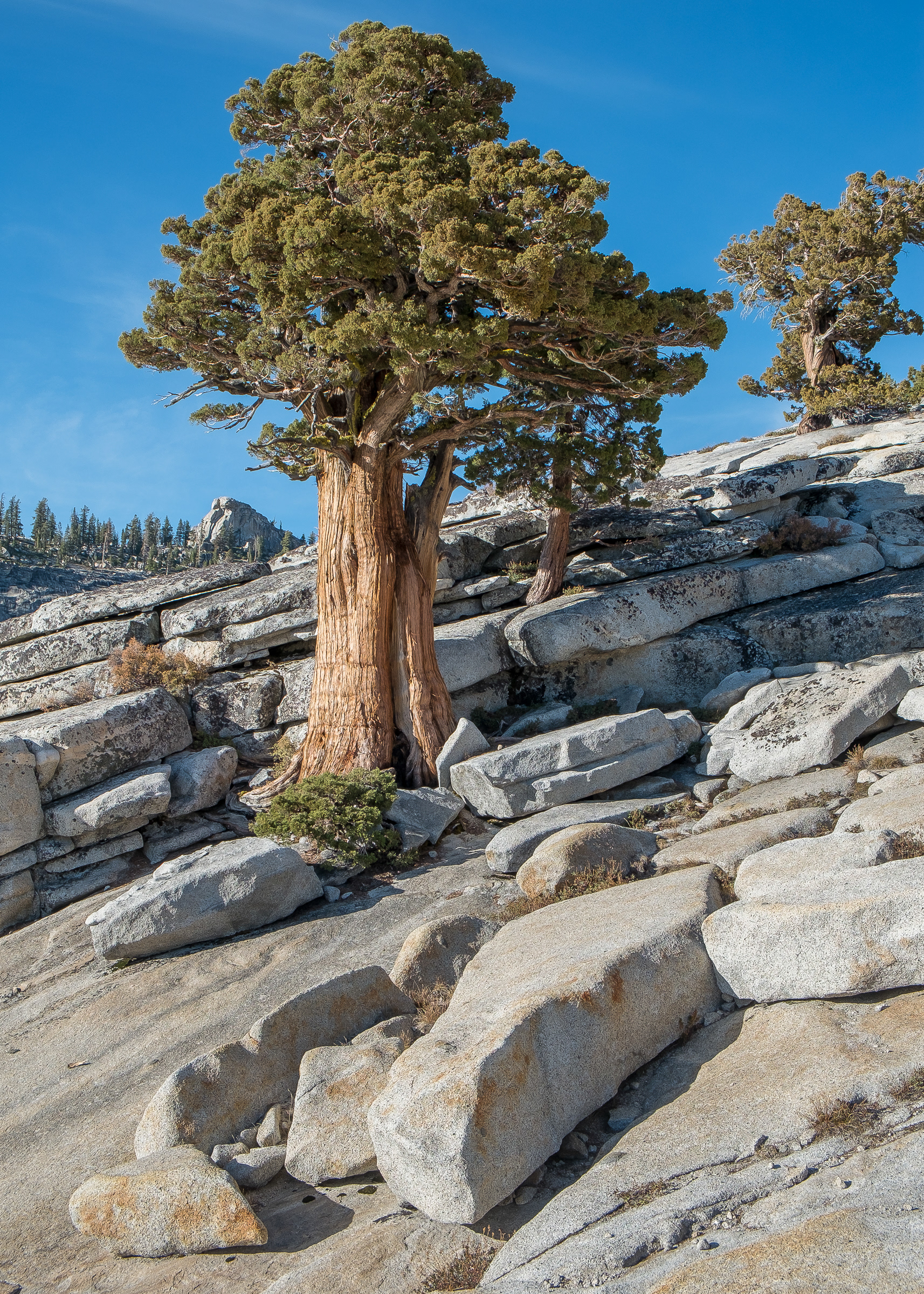 Tioga Pass