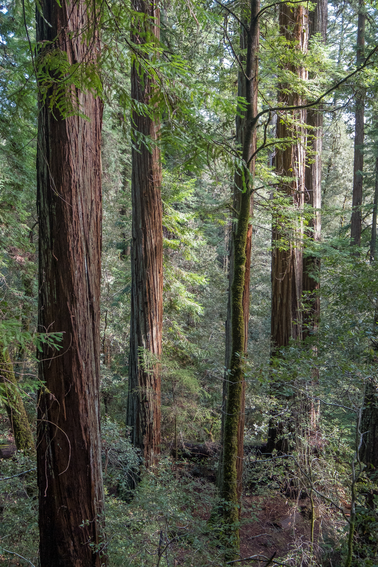 Redwoods