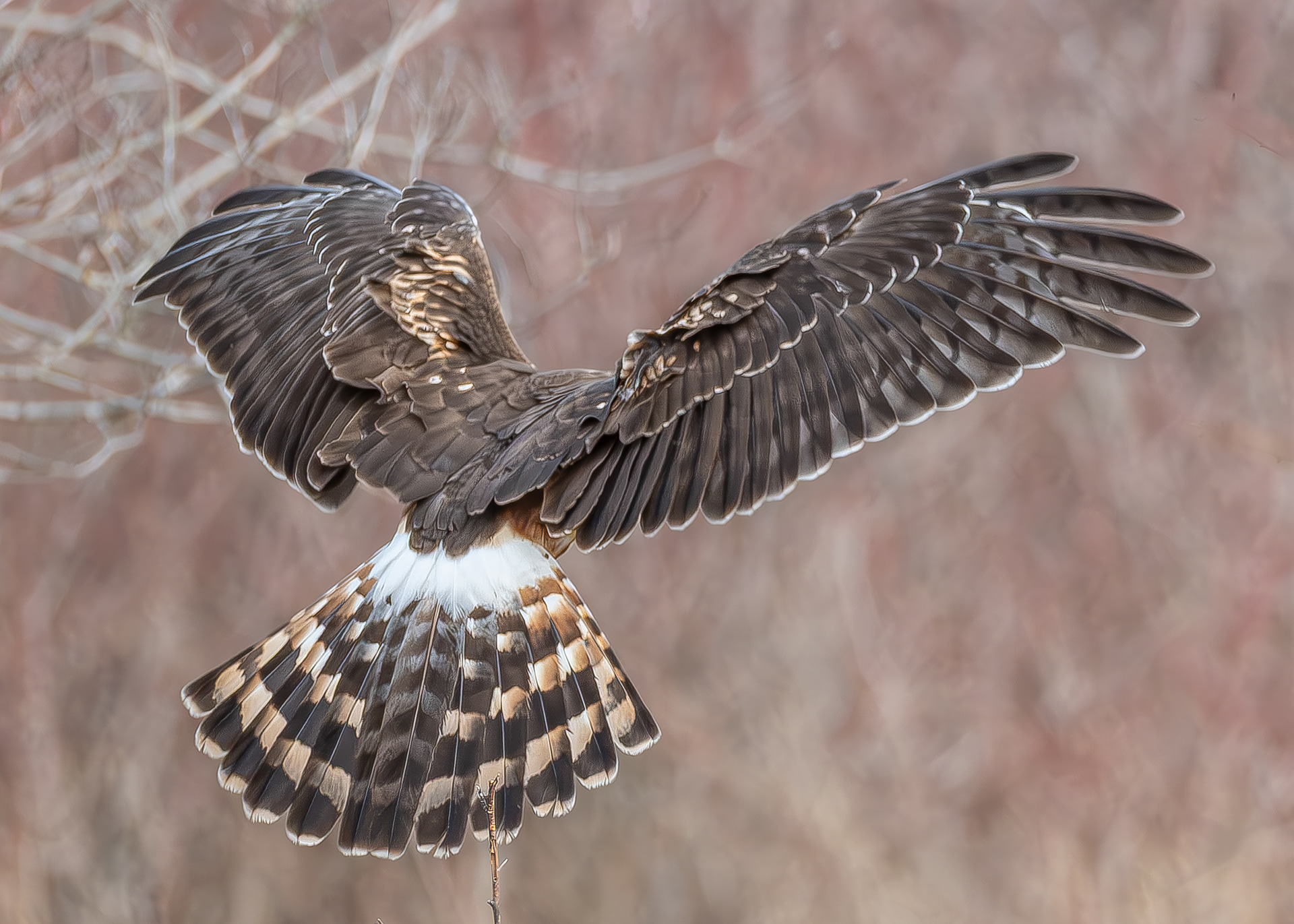 Northern Harrier