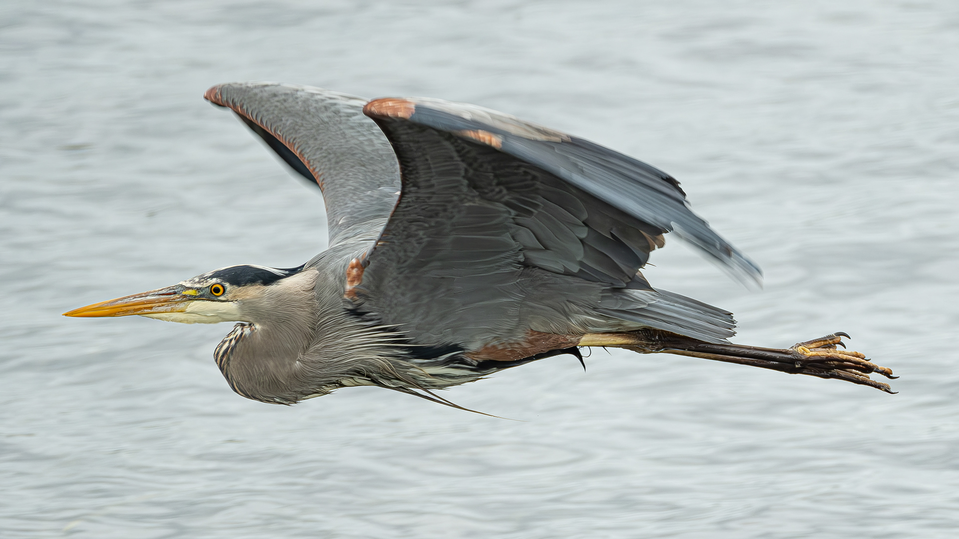 Great Blue Heron