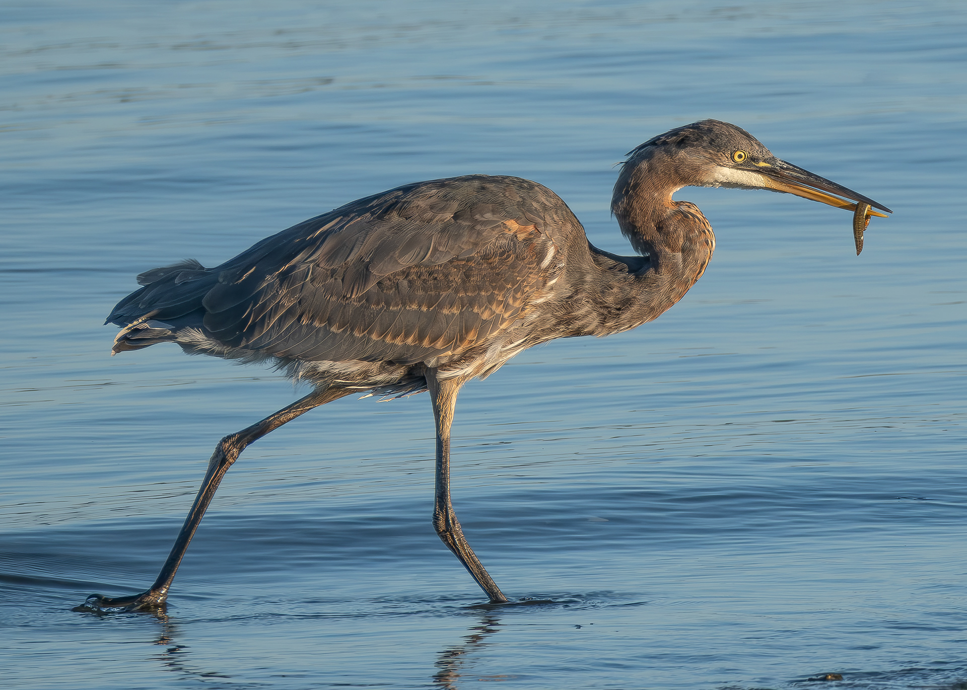 Great Blue Heron