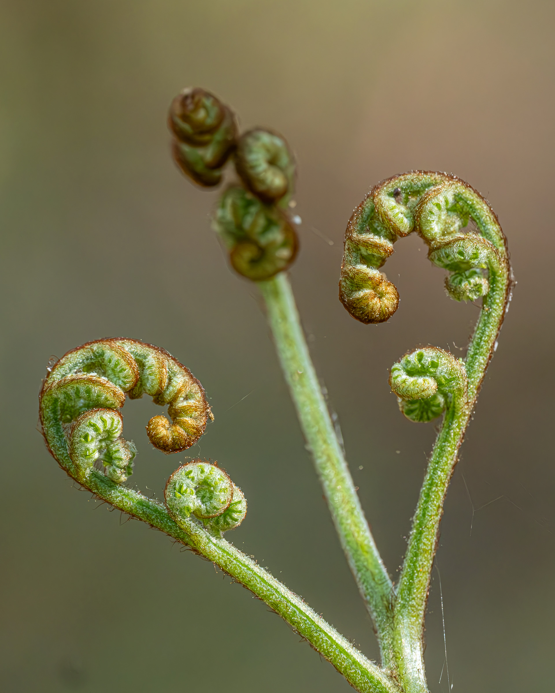 Western Sword Fern