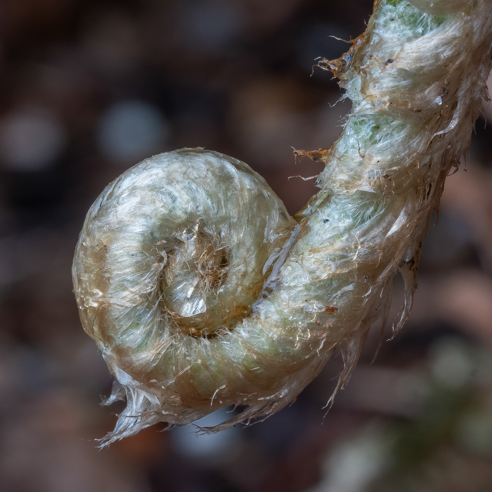 Western Sword Fern