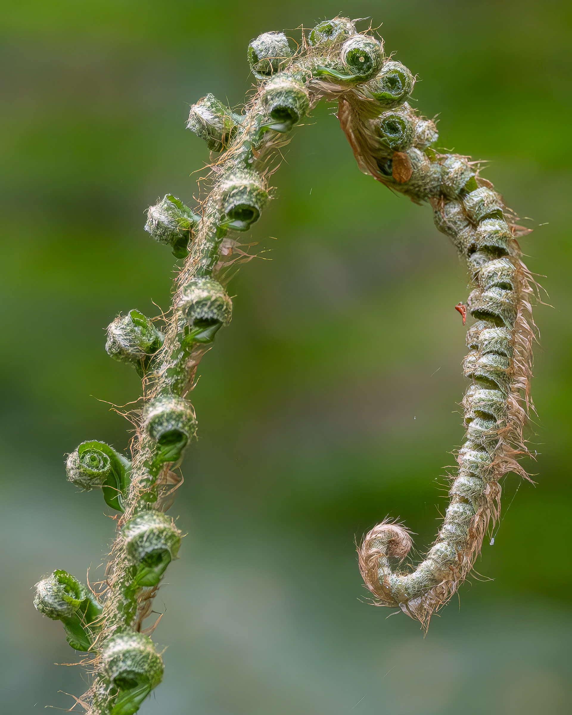 Western Sword Fern
