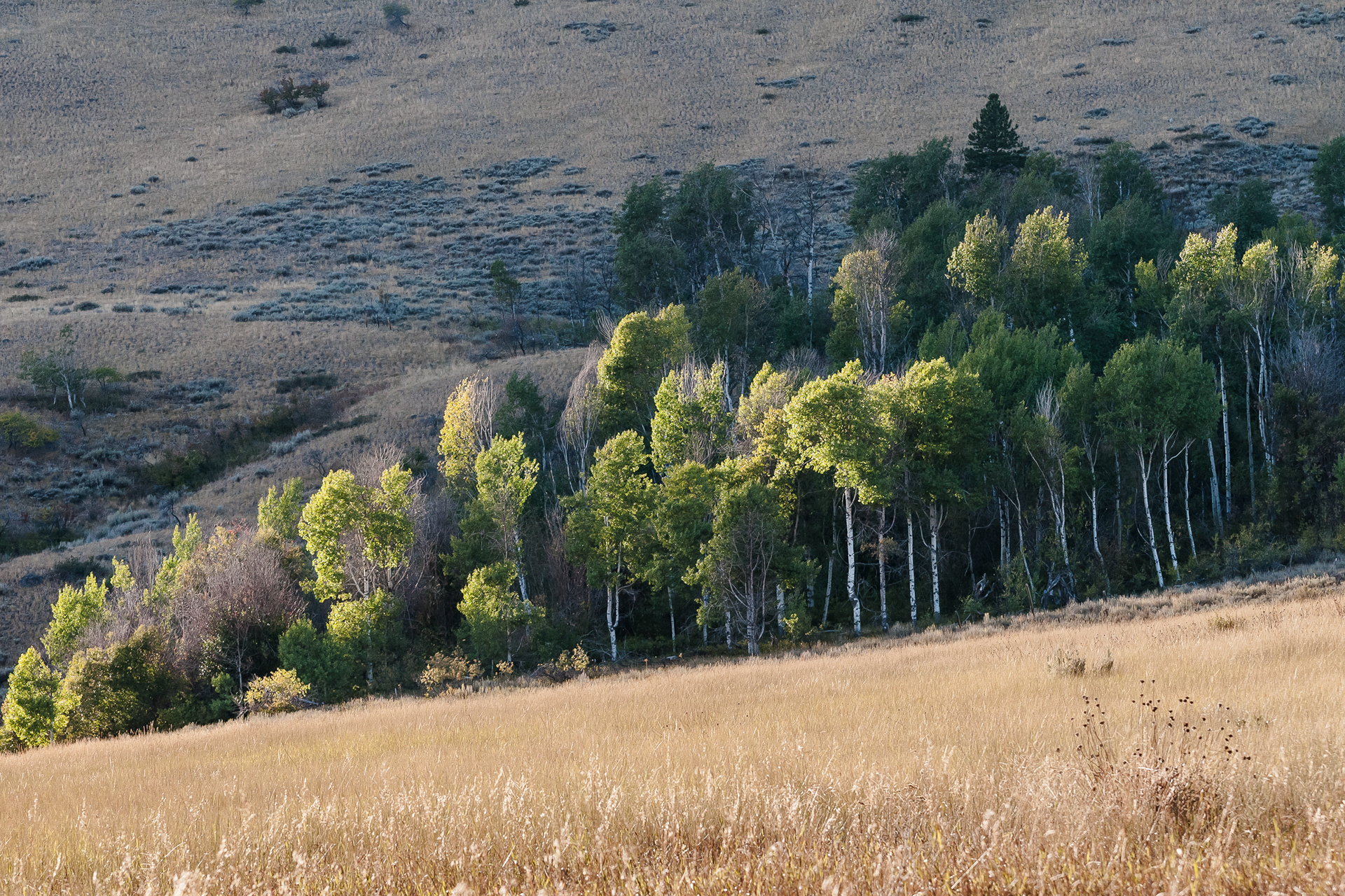 Gunn Ranch