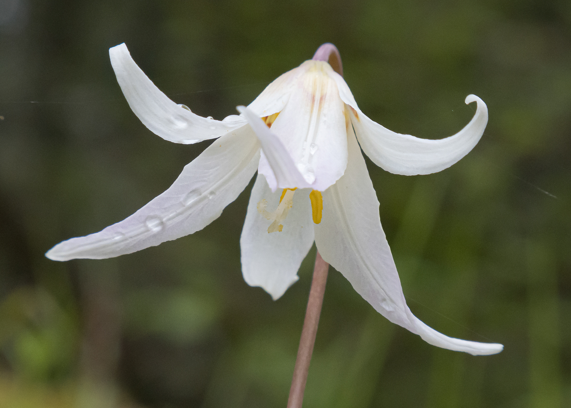Giant white fawn lily