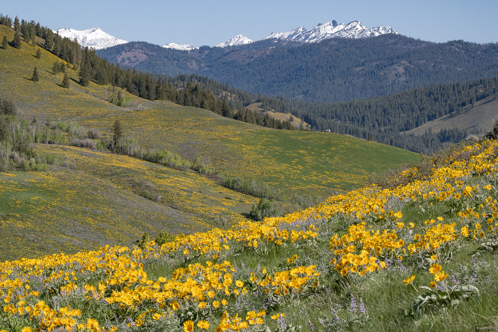 Rendezvous Wildlife Area