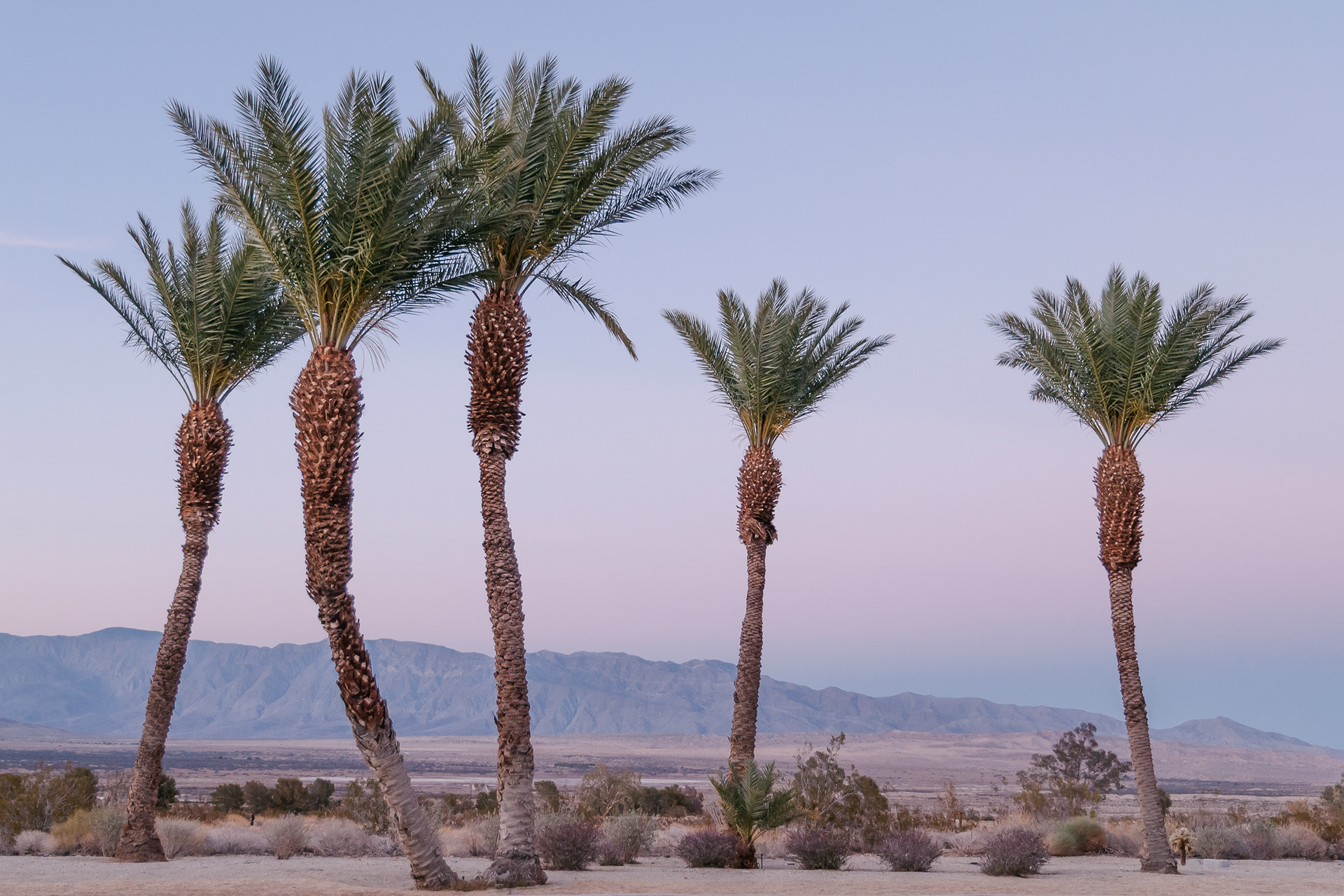 Anza Borrego