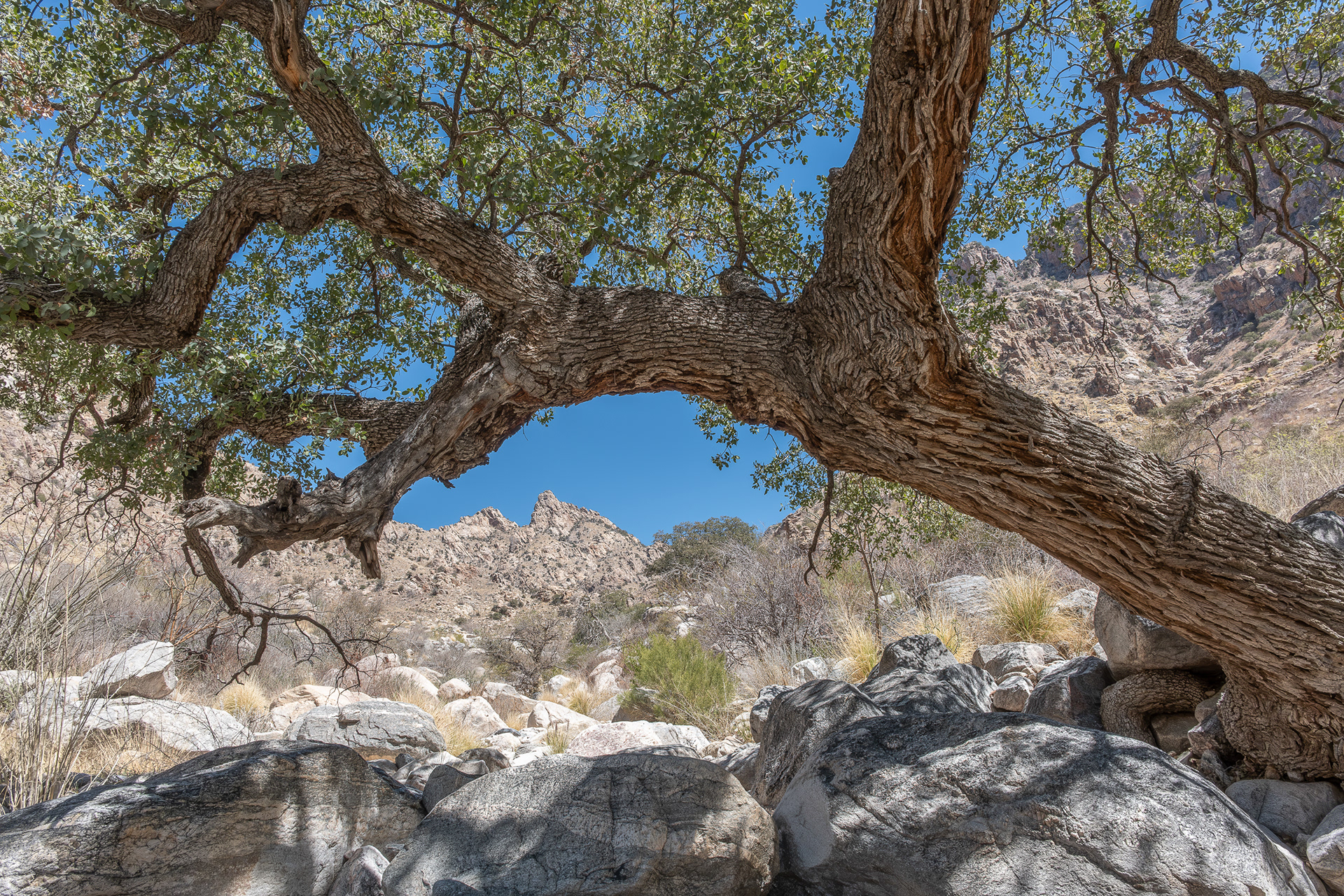 Pima Canyon