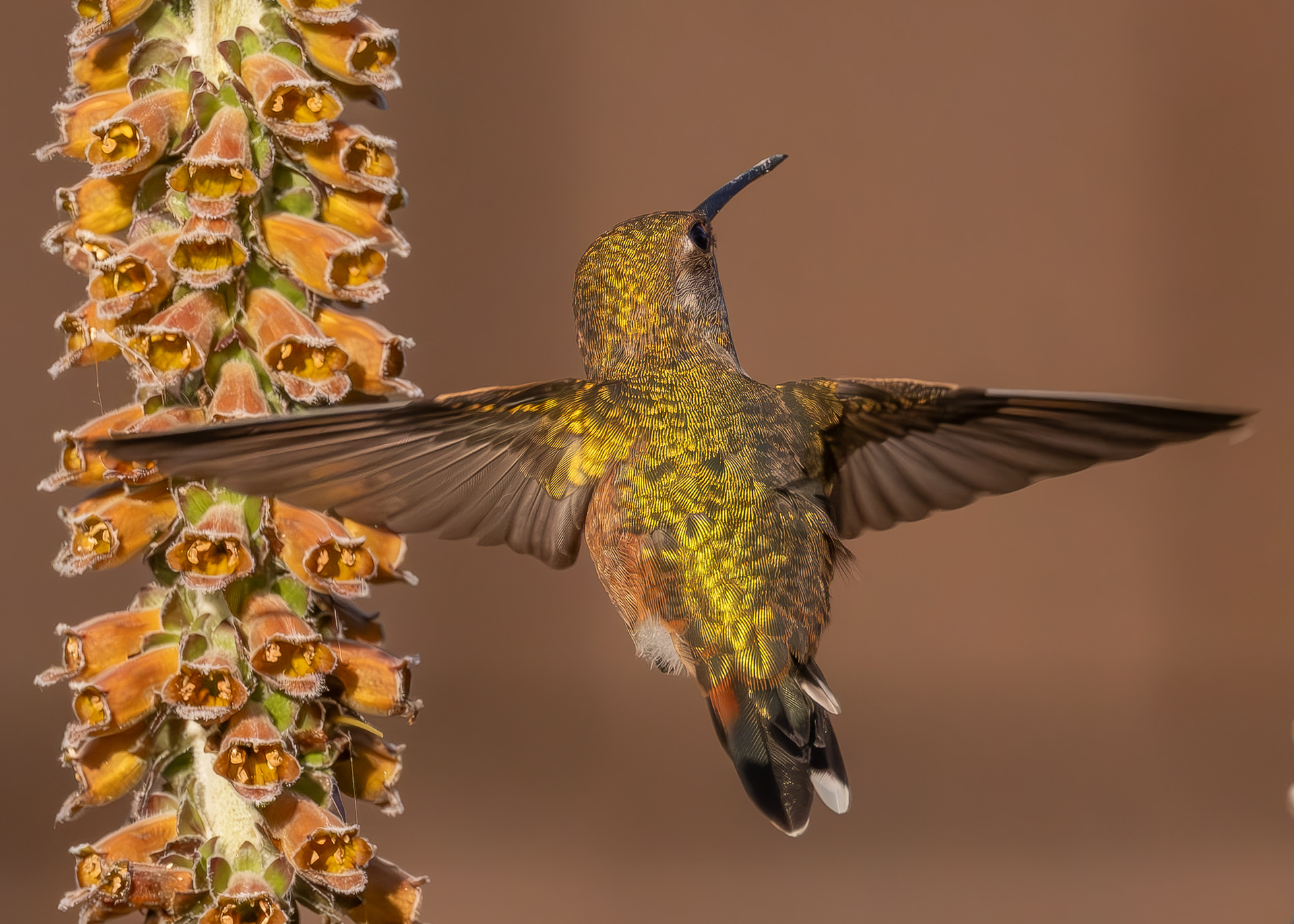 Rufous Hummingbird