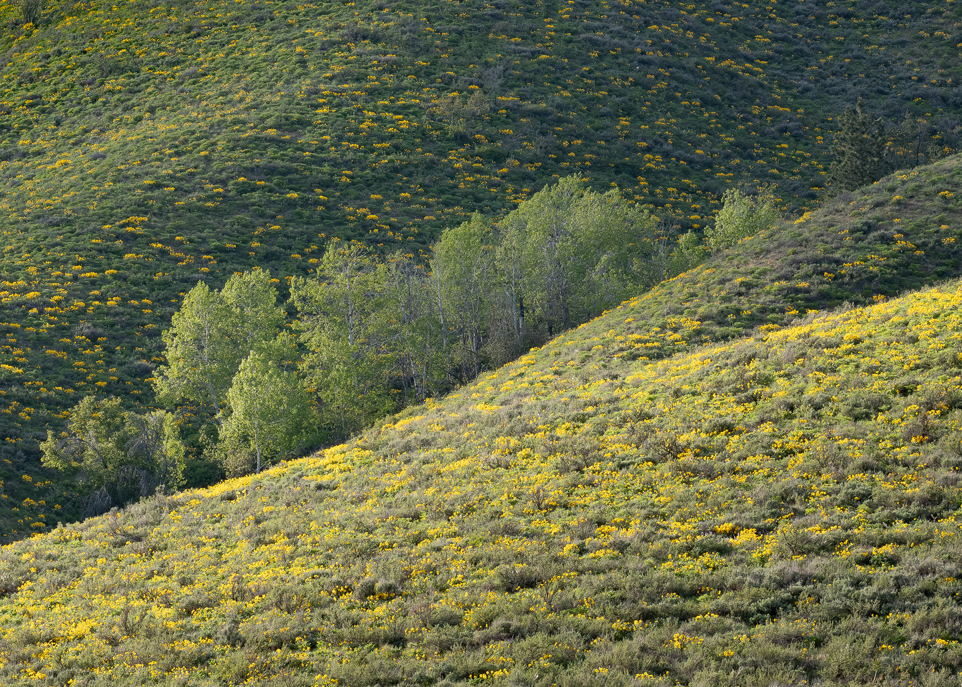Gunn Ranch