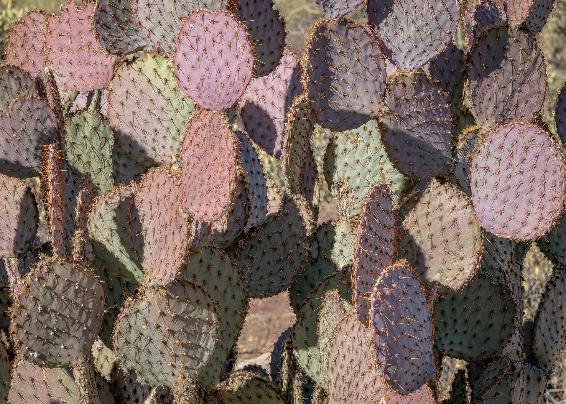 Santa Rita Prickly Pear