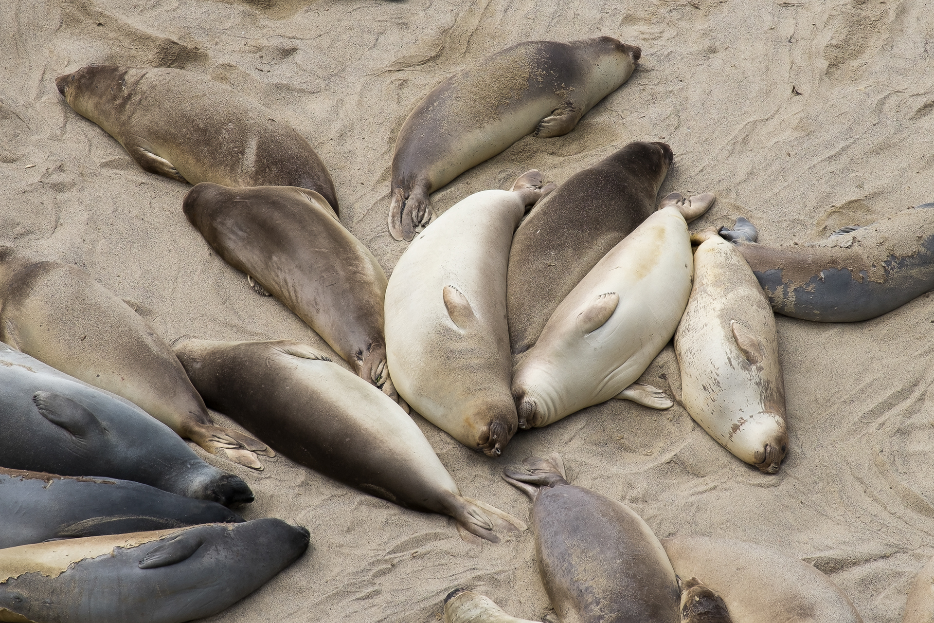 Elephant seals