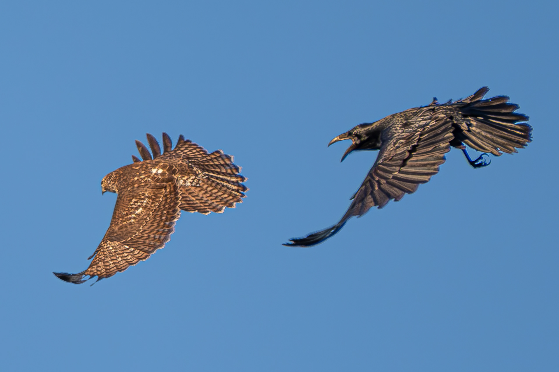 Raven and Red-tailed Hawk