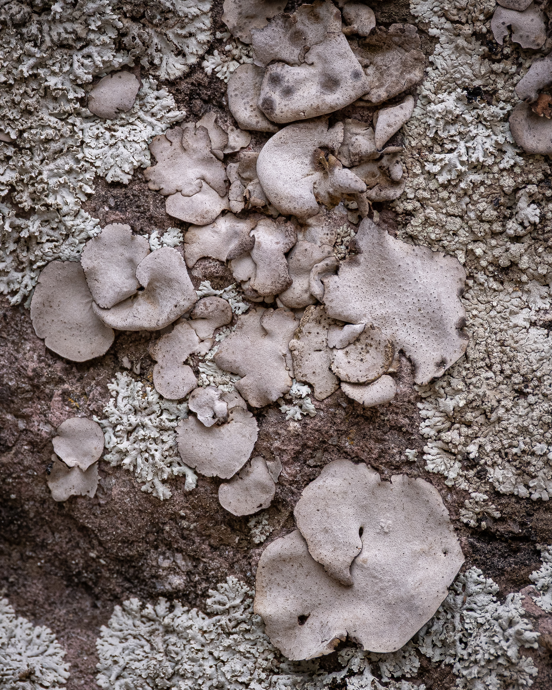 Leather Lichen, Chiricahua N.M., AZ