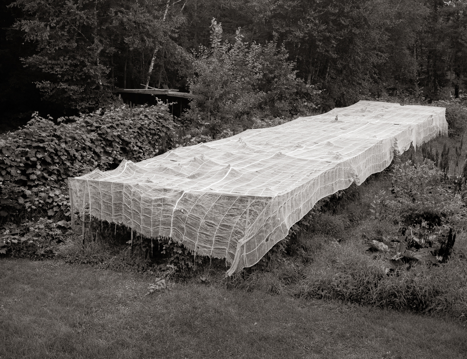 Raspberry patch