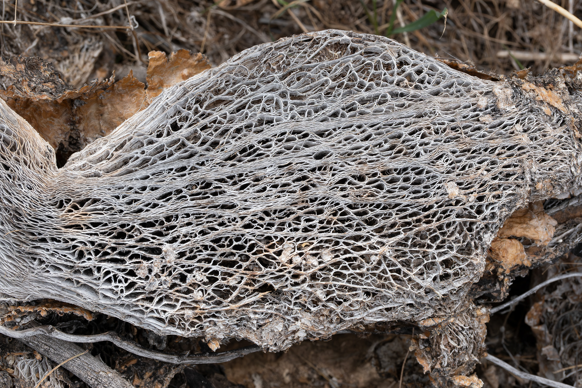 Prickly Pear bones