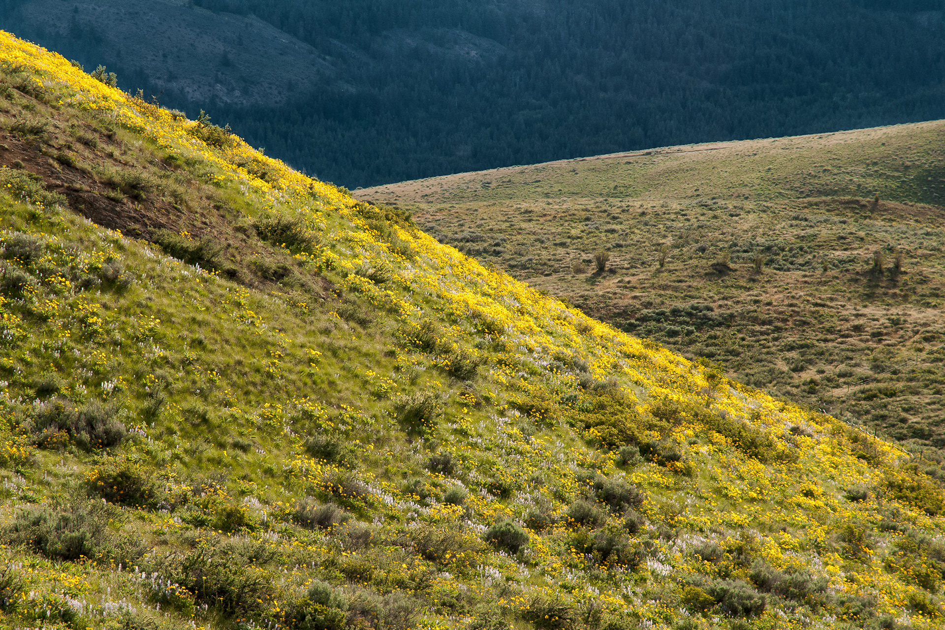 Rendezvous Wildlife Area