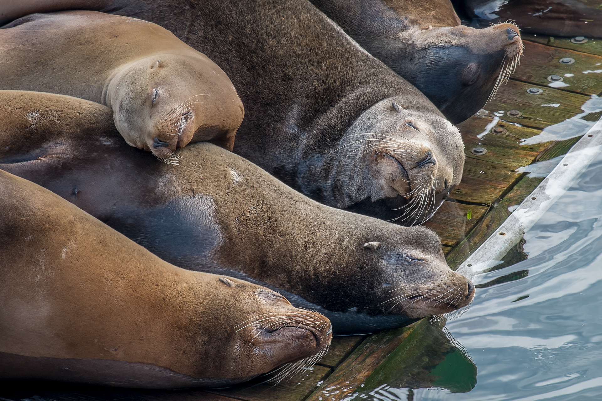 Sea Lions, Newport