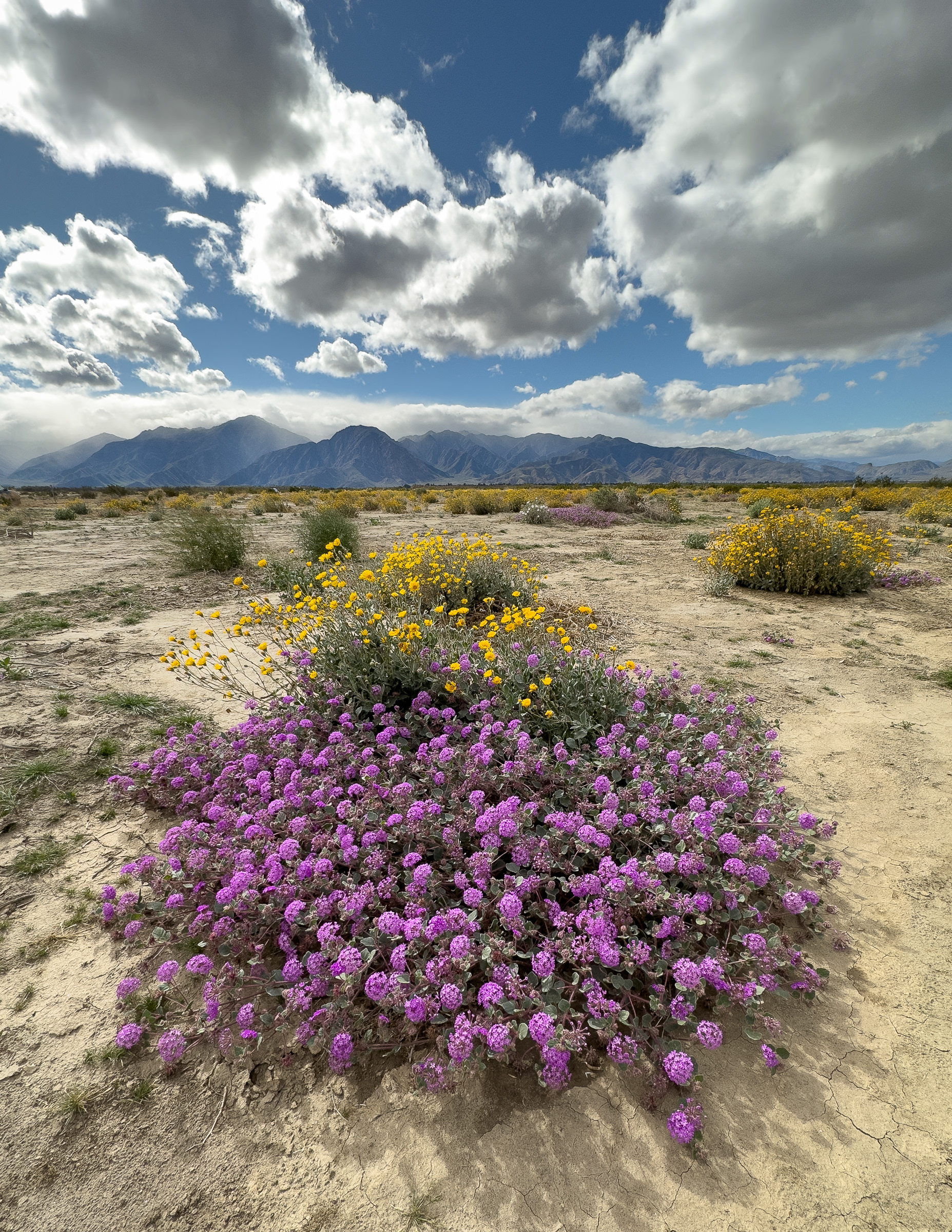 Anza Borrego