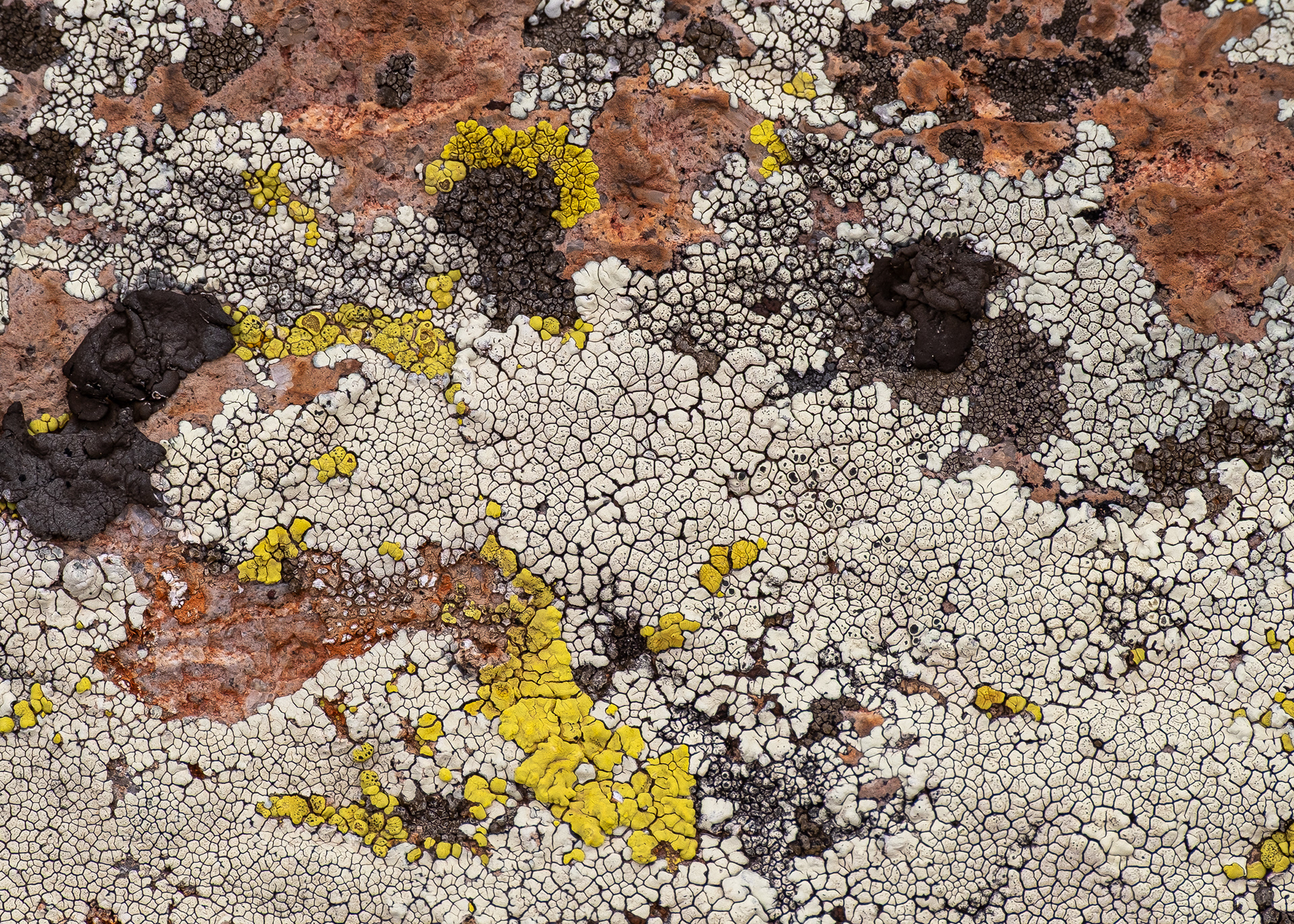 Crust Lichens, Chiricahua N.M., AZ