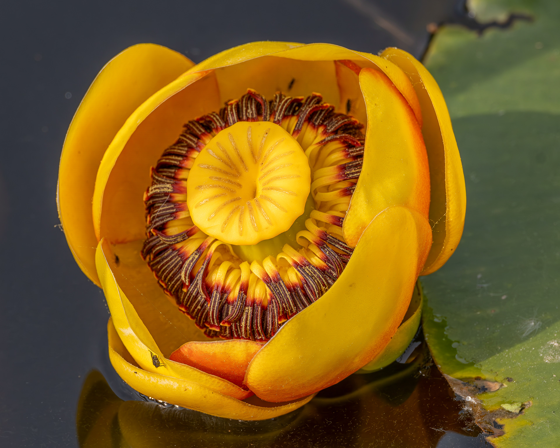 Yellow Pond Lily