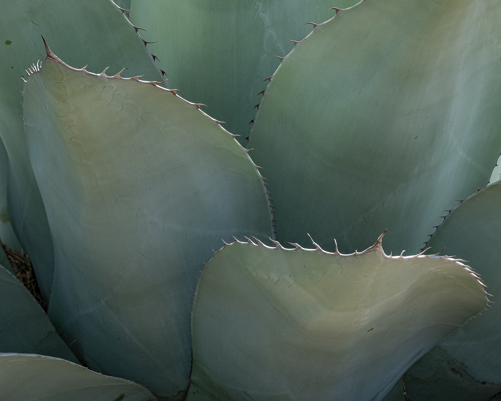 Agave