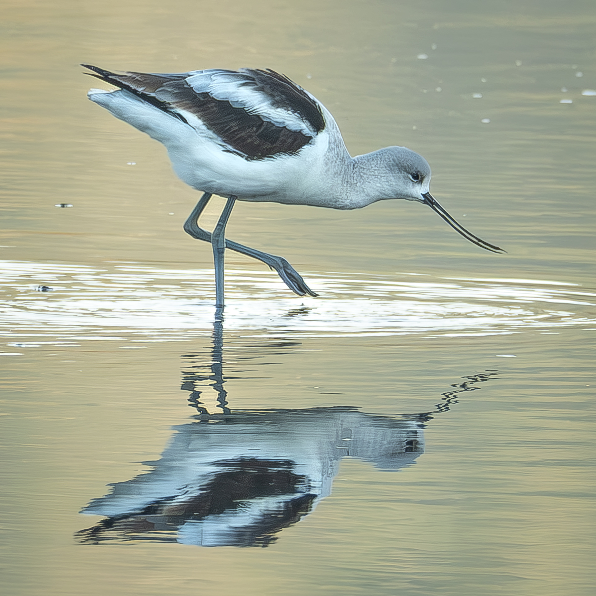 American Avocet