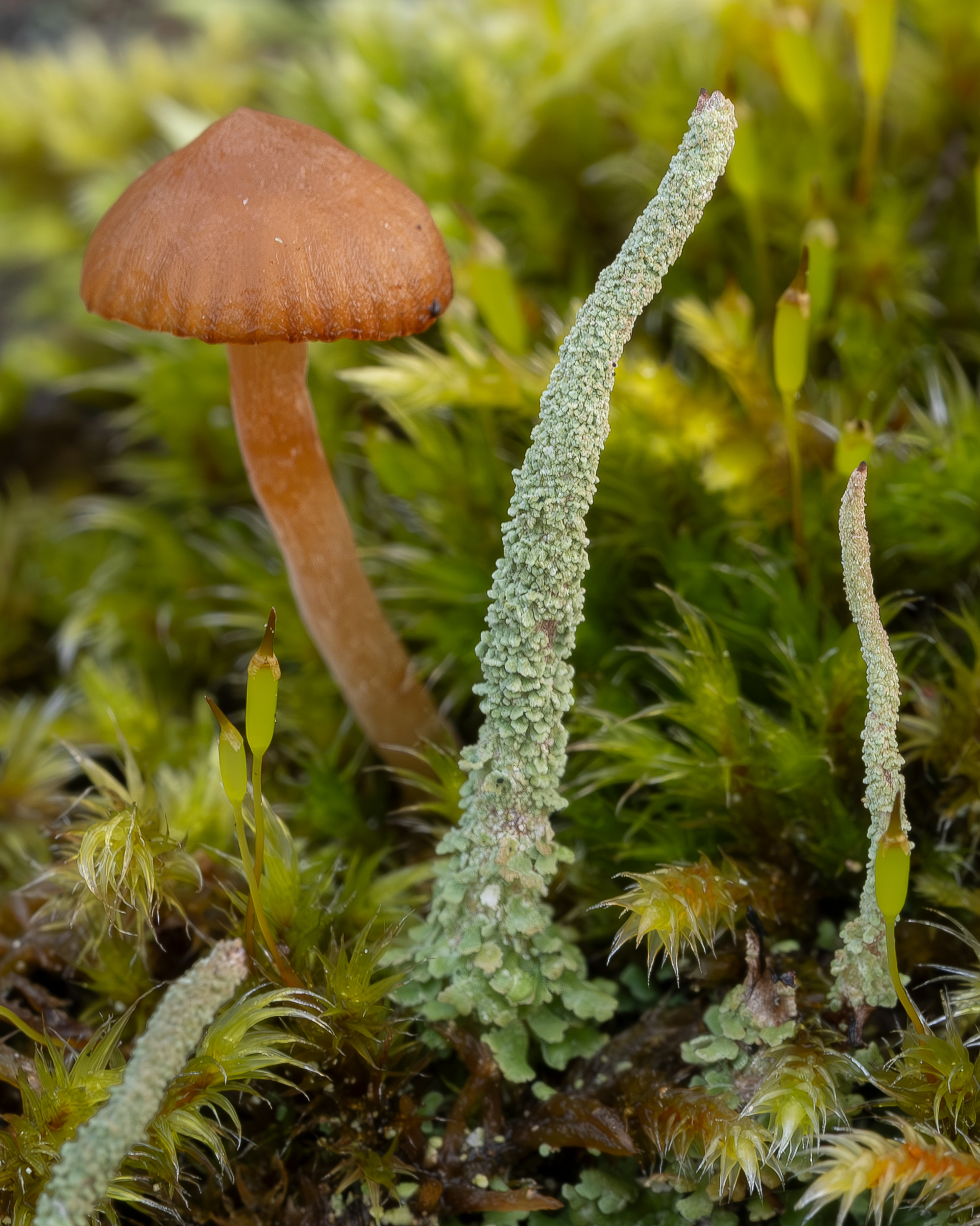 Common Powderhorn