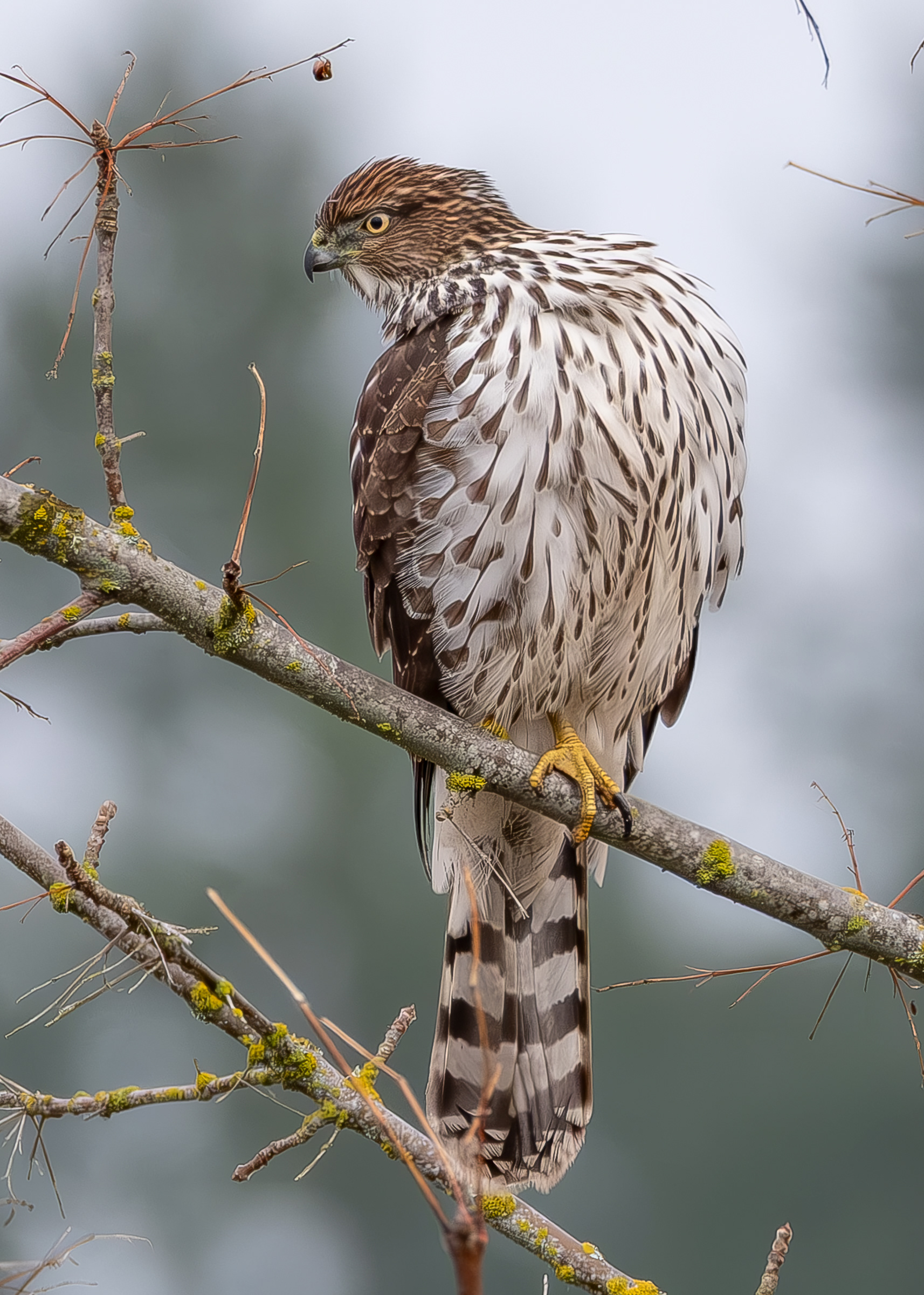 Cooper's Hawk