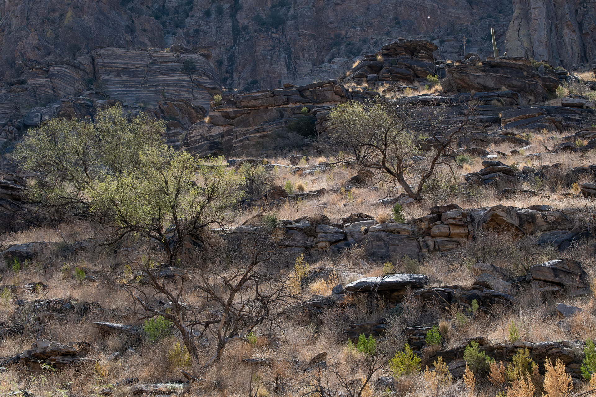 Pima Canyon