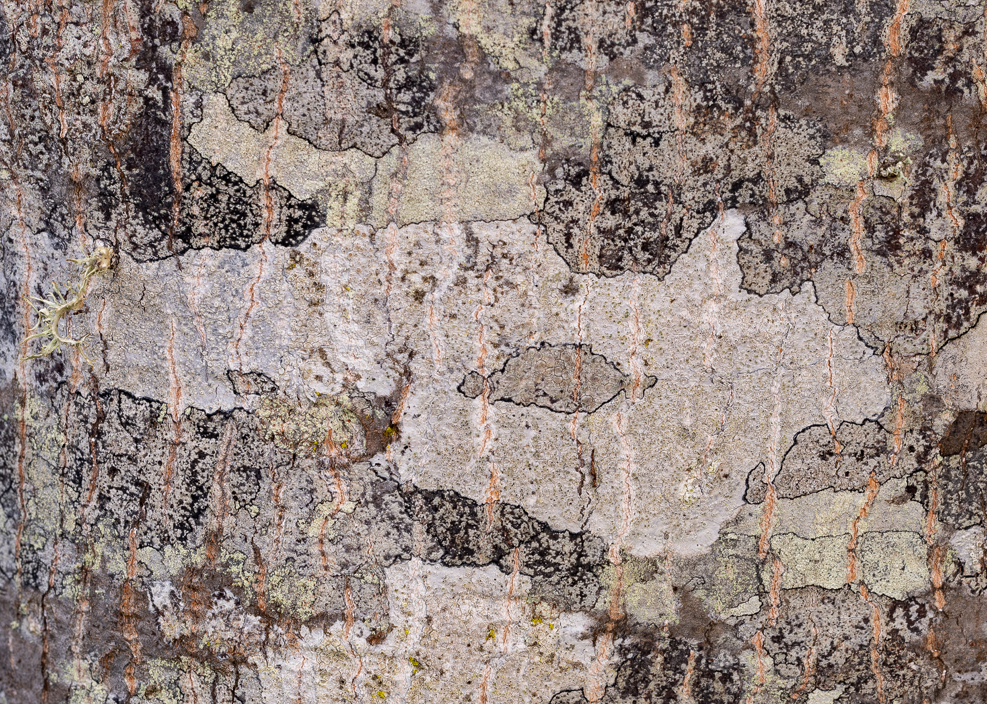 Lichens on Maple Tree