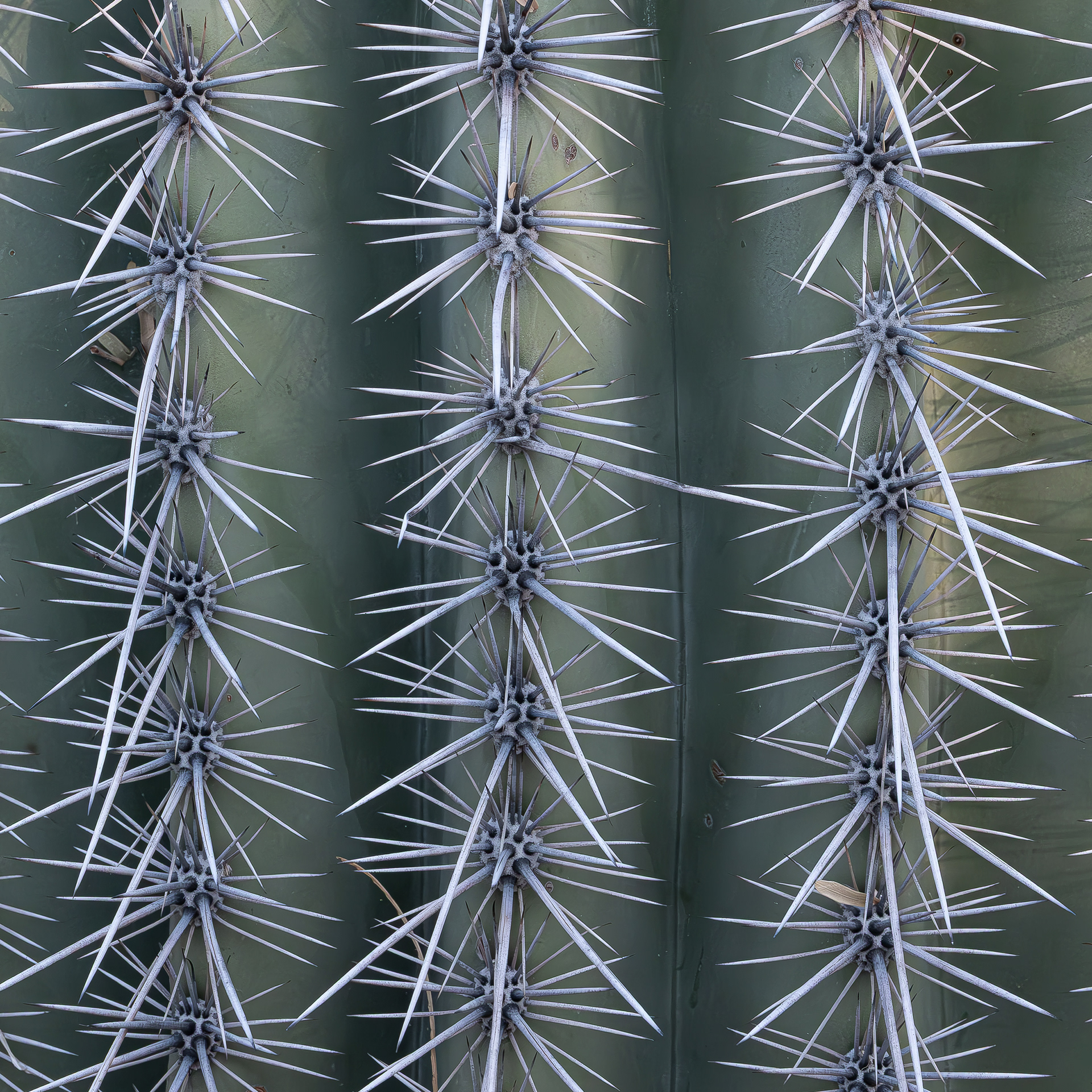 Saguaro