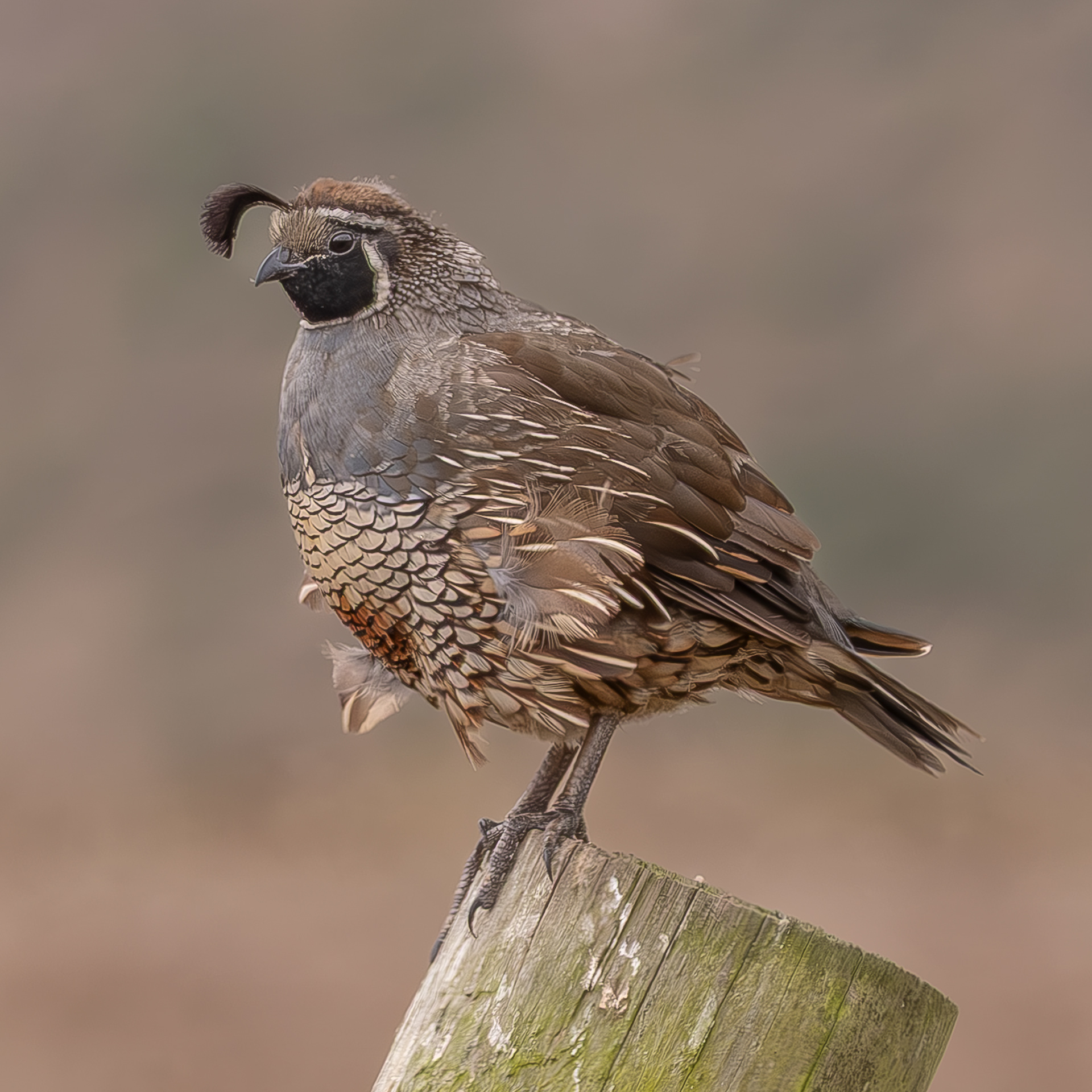 California Quail, Point Reyes